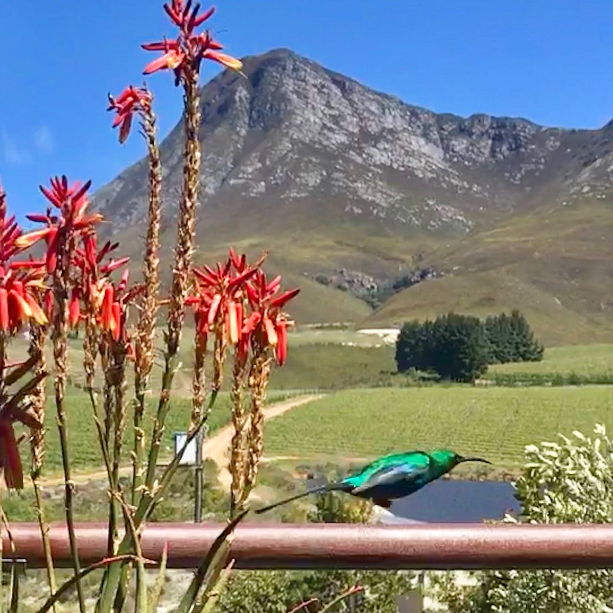 friedalloyd's tweet photo. Creation Wines and Grootbos have veggie and herb gardens for own kitchens &amp; community. Only glass water bottles. #TravelChatSA https://t.co/wGz7MZMzF3