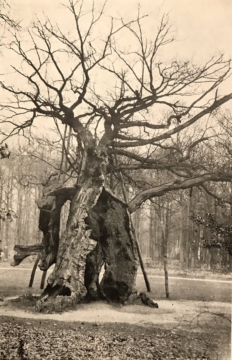 Robin Hoods Larder, Sherwood Forest (now deceased) #ancienttrees