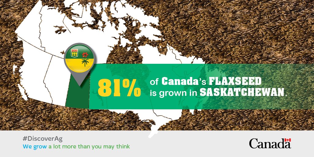 AAFC_Canada's tweet photo. Do you know which province is a flax-producing powerhouse? Learn more: https://t.co/JWbCnHIspM #CdnAg #DiscoverAg https://t.co/oE0oSwkdXB