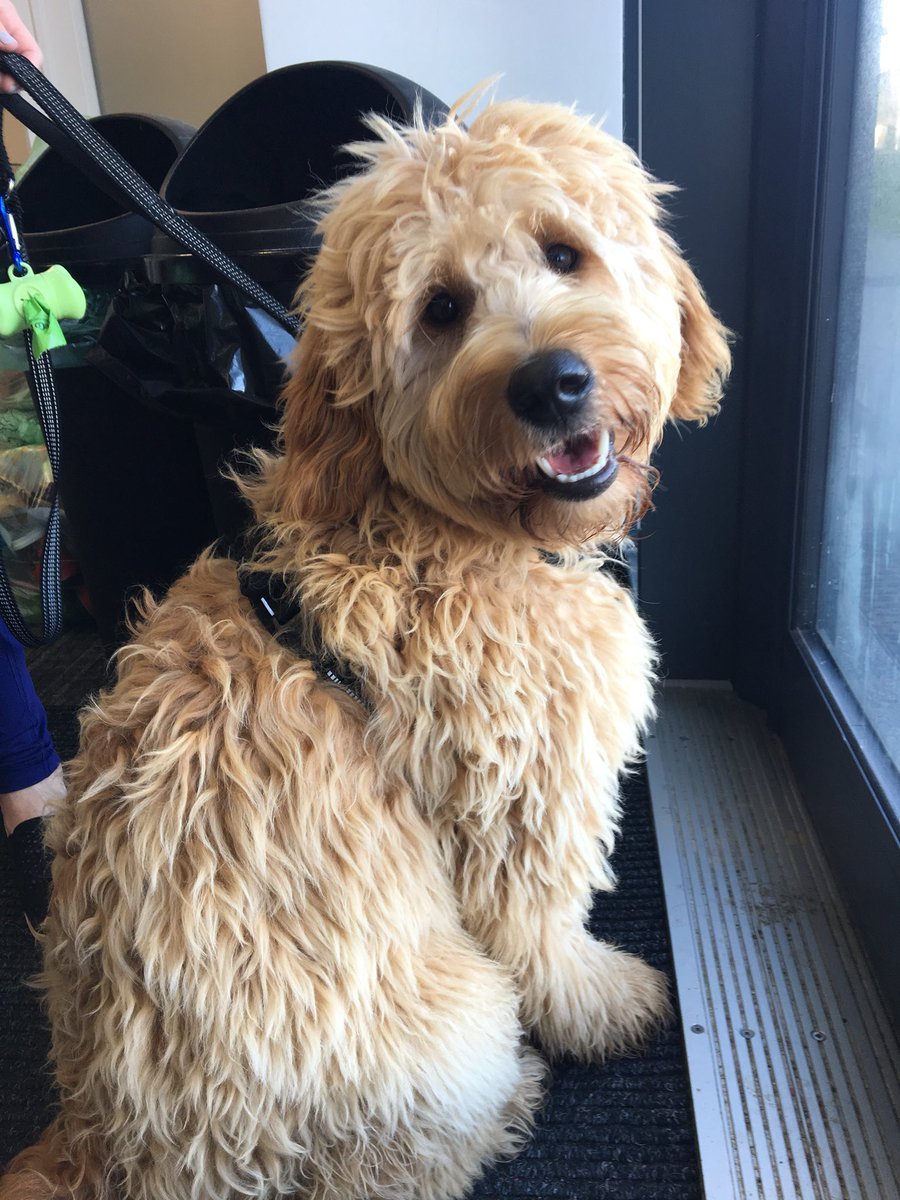 FieAdolfsen's tweet photo. This beautiful boy visiting the office today made my day😍🐶 #DevilsDogs https://t.co/syWOaLaoMb