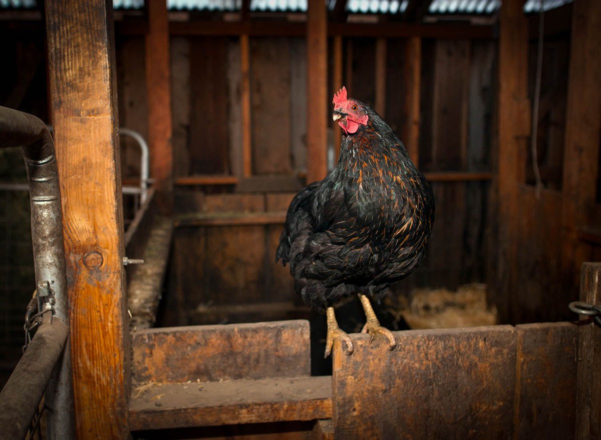 Her secret little hideaway...nice and private with a good atmosphere

#willowwittranch #sustainablefarming #ashland #organic #farm #chicken