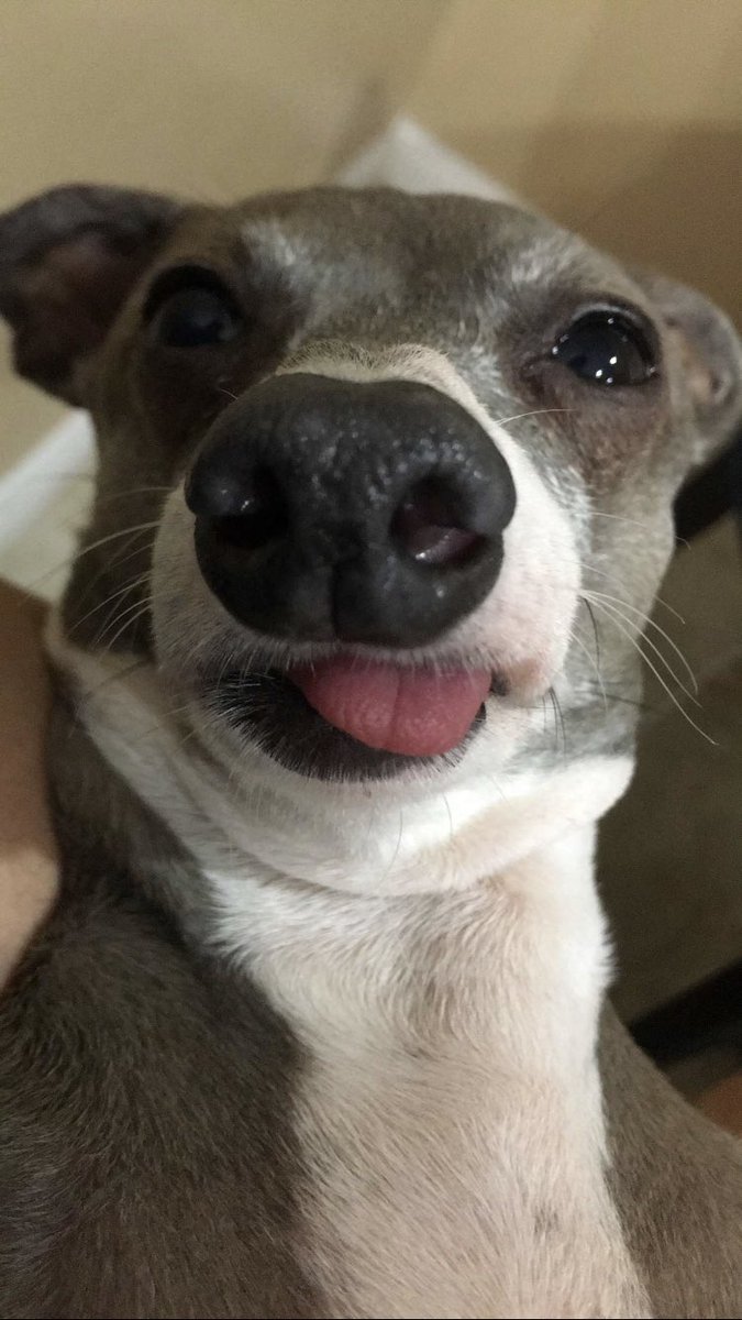 Juliazing's tweet photo. Cermit is my mood consistently ππ#cermit https://t.co/lw3eRKuTVs