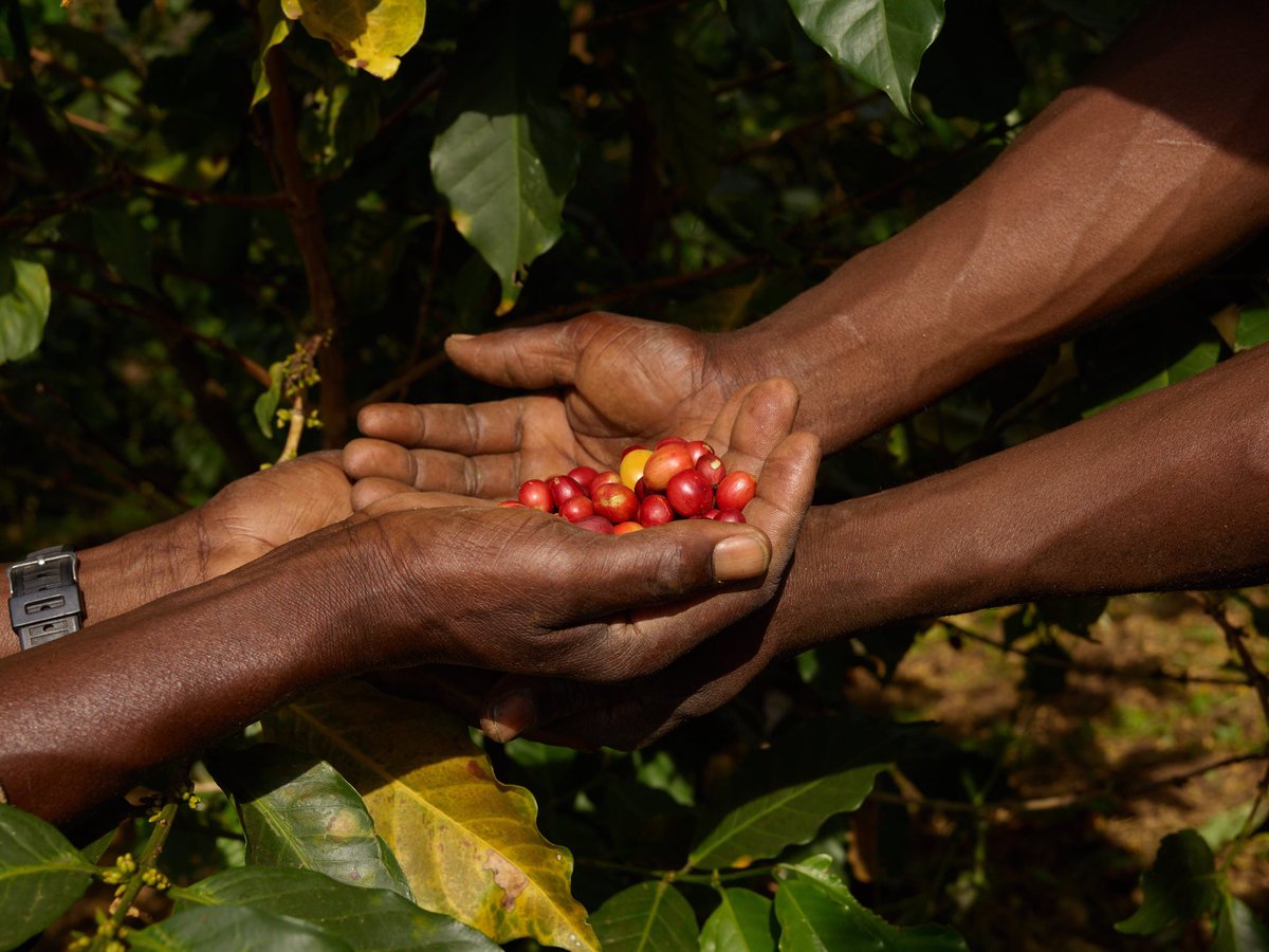 New project <a href="/kivu_coffee/">K I V U</a> supports Congolese farmers and inspires a positive way to connect to the country's culture nataal.com/kivu