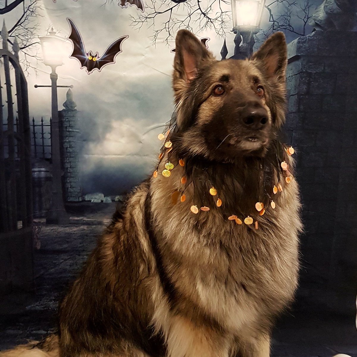 ChasinTailsDCC's tweet photo. Beautiful Sophie 😍 https://t.co/WQMgnK0x5W