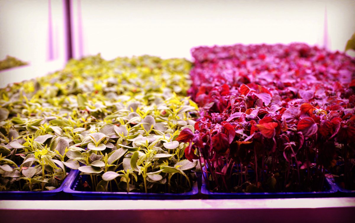 🍀Green or Purple?🌺 

#microgreens #verticalfarming #seedsandchips17 #urbanfarming #verticalfarmingitalia