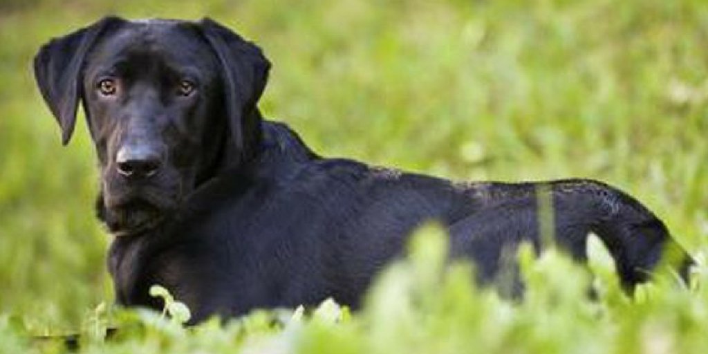 LeslieEskildsen's tweet photo. {New Blog Post} Four Footed Tools of the Real Estate Trade - See how dogs are used to detect mold growth. https://t.co/G2IfuR4y0f #OCExpert https://t.co/eMZcpkKalr
