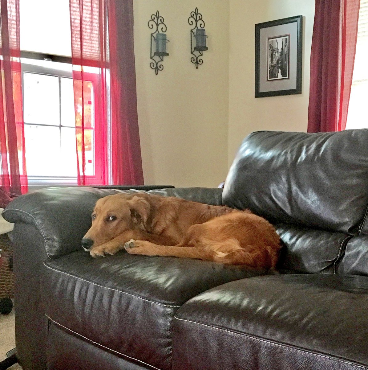 melhoudart's tweet photo. I just made an appointment to get her spayed. Apparently, she was listening.
#HOWDAREYOUHUMAN https://t.co/8D99TrMGPE