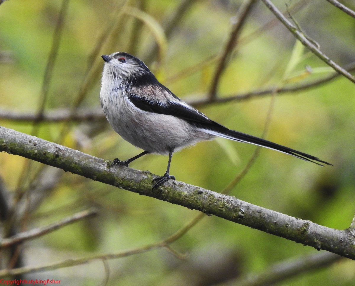 KatyKingfisher's tweet photo. Long Tailed Tit from today https://t.co/cBFFQg3bO3
