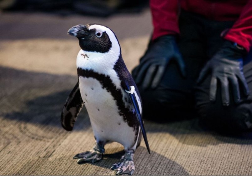 OceanWise's tweet photo. An African penguin waddles into a benefit... More about #TTTC17 from @FredAboutTown in @VanCourierNews: https://t.co/HP5UHMFpL6 https://t.co/CS9SppLLd7