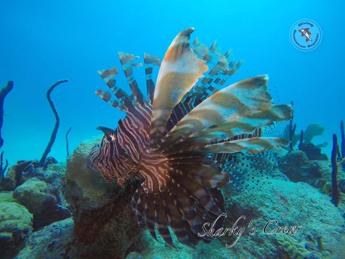 SharkyCrew's tweet photo. We hunt Lionfish. We hunt them for sport, we hunt them for food and to protect our environment. Do you want to hunt with us?
#scubadiving https://t.co/mCvufBXsnw