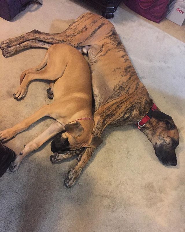 DanesofIG's tweet photo. Spooning Brothers. 💗  📷: @greatdane_brothers https://t.co/KDzUW6nEsm