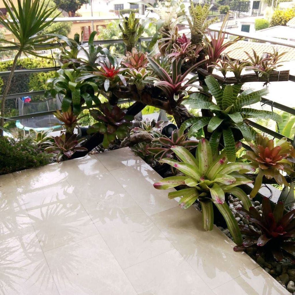 BotanikusVe's tweet photo. #jardineras #paisajismo #palmas #diseñodejardines #vriesea #neoregelia #aechmeas https://t.co/DO6csWGIB2