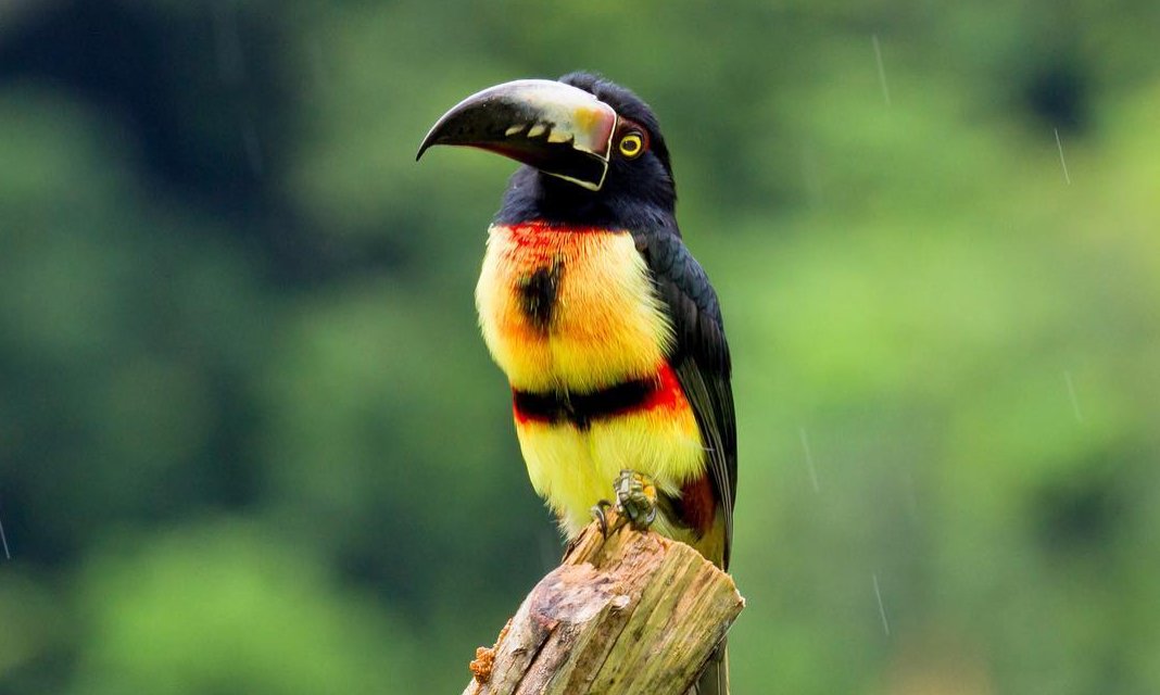 anywhere's tweet photo. The Fiery-billed aracari is a Toucan breed that lives primarily on the Pacific Slopes of southern Costa Rica and western Panama. https://t.co/nSX0iwI5n1