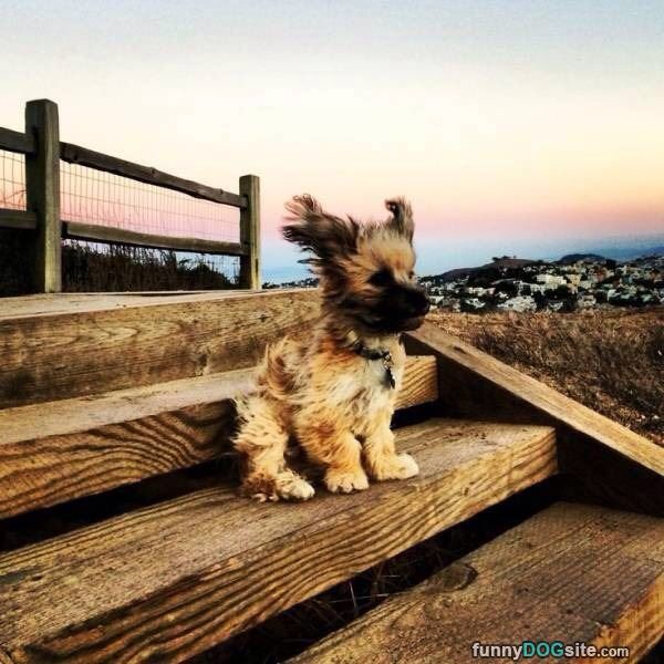 ShennyWalrond's tweet photo. @TheWagilyTail @SassyCassyCat @HowlinHounds @We4Dogs @smoke_schnauzer @sweetAbby20 
OMD Max #WindyEars #WintersComin https://t.co/wqWqdrrBMr