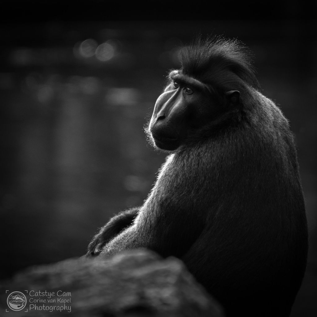 catstyecam's tweet photo. 7 days black and white photos, no people no comment #dag2 #zwart-wit #fotoproject #catstyecam #blackandwhite #photography https://t.co/boQbPEpTS7