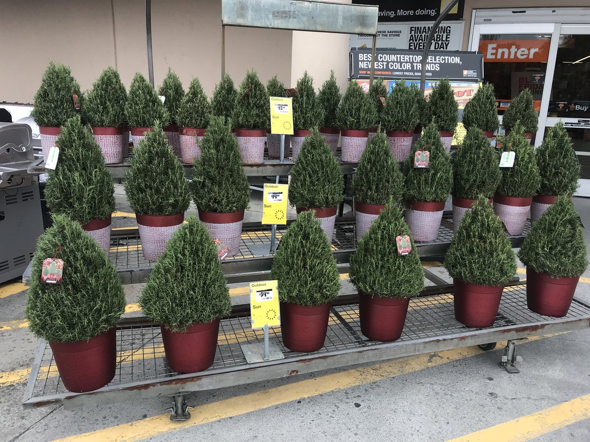 vwiAsheville's tweet photo. Holiday rosemary is ready for Santa in Kingsport, Tn. #HD702 @VWIGreenhouse @BryanhunterHall https://t.co/5urYA3csOa