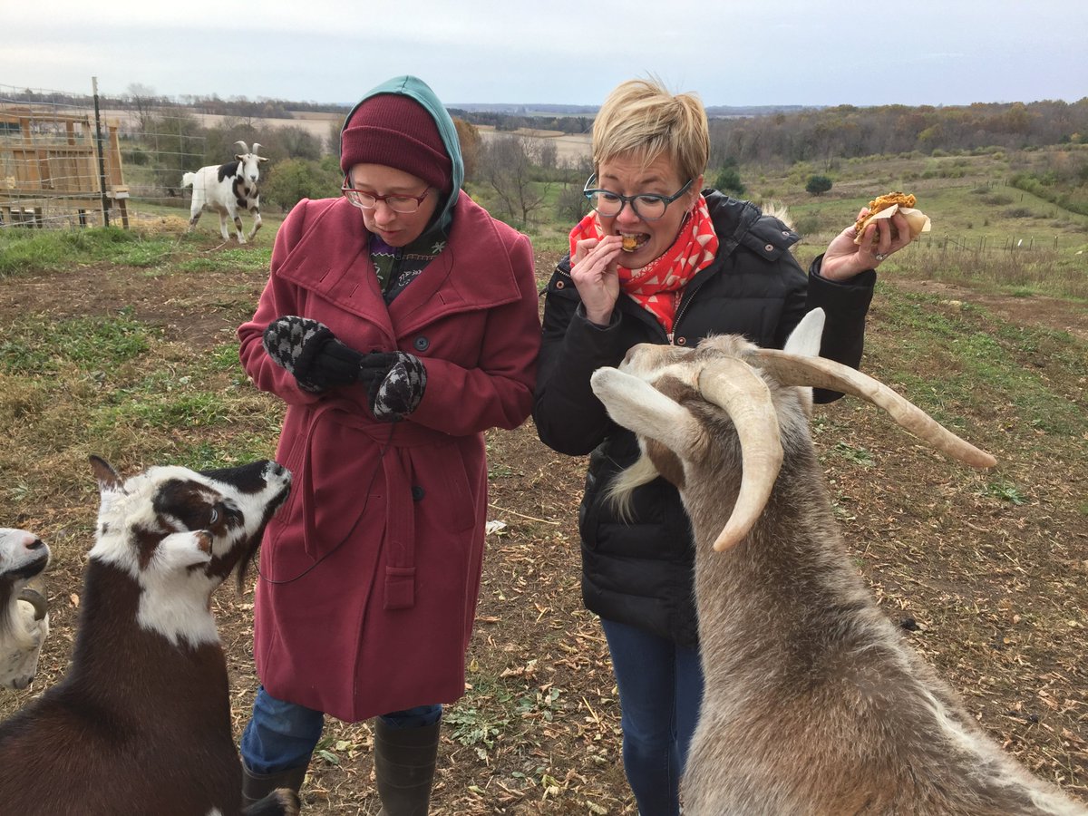 Celebrating World Vegan Day with scrumptious pumpkin cookies from Willy Street Co-op - &amp; of course we had to share with our favorite herd!