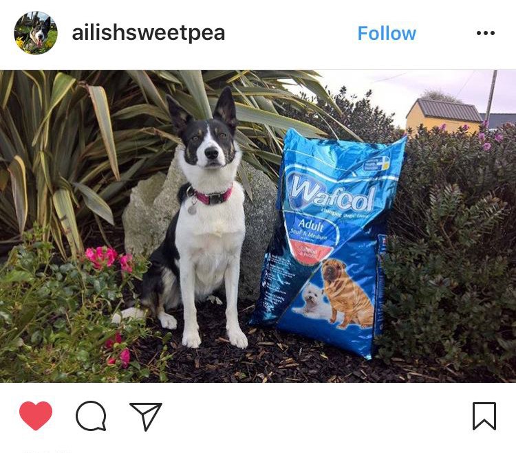wafcol's tweet photo. On Wednesday's we celebrate our wonderful #Wafcol doggies 🐶 Everyone meet Constance who loves her Wafcol Salmon &amp; Potato biscuits! 🌟 #Wafcol https://t.co/hKMAHsoqgQ