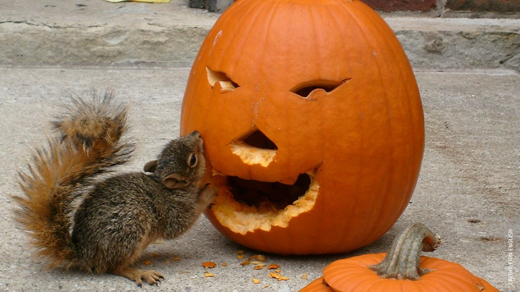 NWF's tweet photo. Halloween is over, but don’t trash your pumpkins! Here's several ways to recycle for wildlife &amp; your garden: https://t.co/iiPnYwrV5S https://t.co/HCLN0oRuxR