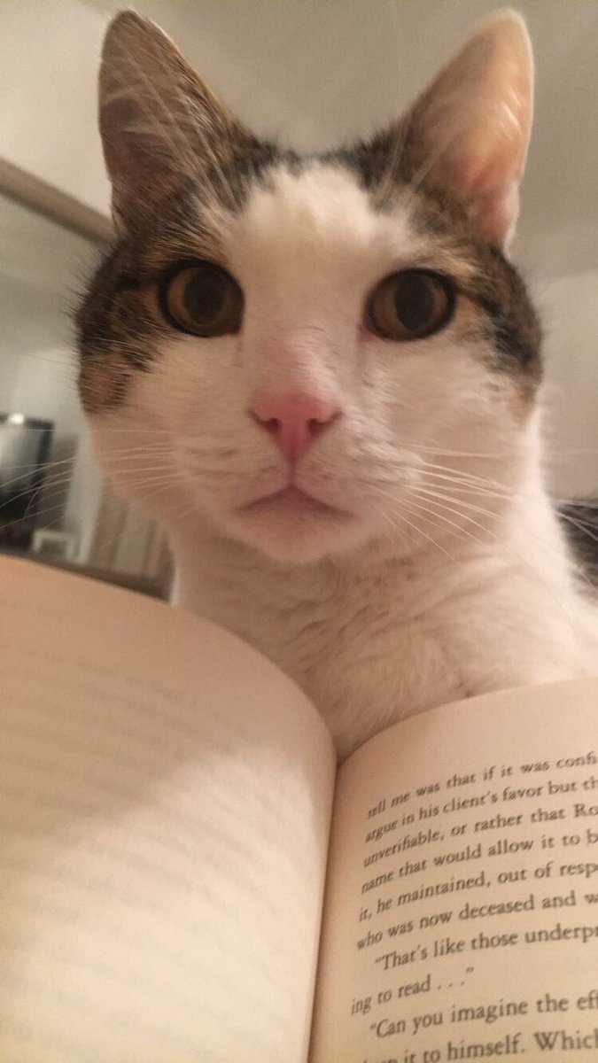 ZoboGray's tweet photo. Morris doing his weekly reading! Xxx #read #englishgeek #book #lit #HappyNovember #CatsOfTwitter https://t.co/MxhpNewARG