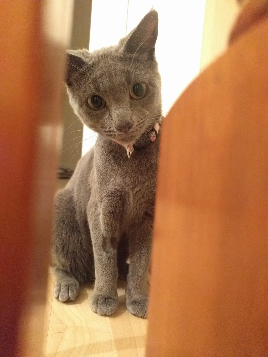 JakeClicky's tweet image. No after work peace with this fella on the prowl..