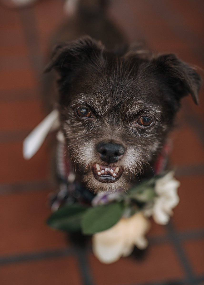 Cecil is always happy to welcome cute dogs! •
Photos: <a href="/SIMwedding/">ALvin @ Sim Wedding</a>, <a href="/TheNickersons/">The Nickersons</a> &amp; Kaoverii Silva•
#cecilgreenparkhouse #vancouverweddings