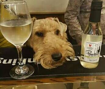 TheFleeceInn's tweet photo. #pubdog has been on the #pawsecco!

(No alcohol, no grapes, but he doesn't know that!) https://t.co/zAT1V80xvN