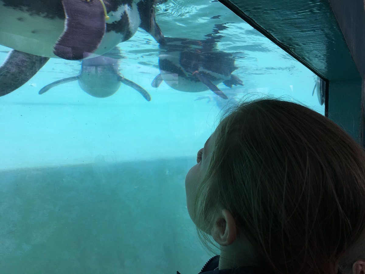 Great day <a href="/FollyFarmWales/">Folly Farm</a> yesterday with my family, lovely friendly staff 😁👍
