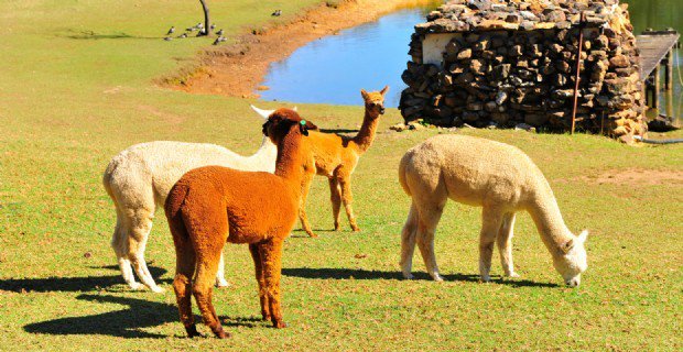 FarmGateTrail's tweet image. Madison's Mountain Retreat is a B&amp;amp;B farmstay bordering Wollemi&amp;amp;Blue Mountains National Parks bit.ly/1NjdPCs