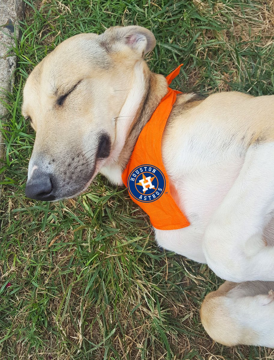 HoustonSPCA's tweet photo. @spcaLA @astros @Dodgers We are wishin' & hopin' for victory tonight, but no matter the outcome, this #CuteBattle has been a blast! #WorldSeries #EarnHistory #Adopt https://t.co/xee9pmrttA