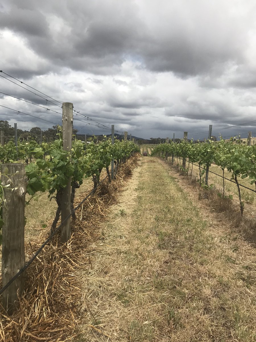 vineamarson's tweet photo. But of straw for our vines on a cloudy day in Heathcote. https://t.co/yBcRVZpPDq