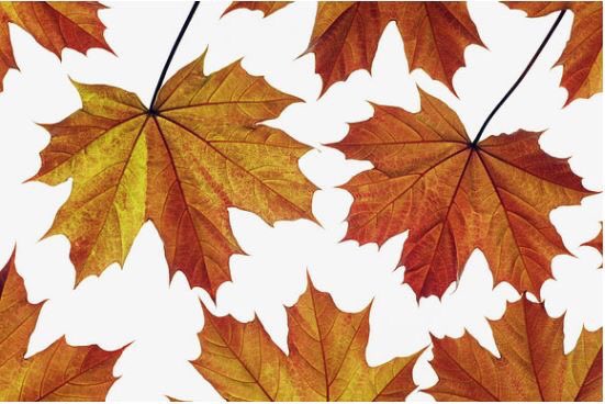 FSHPTO's tweet photo. Excited for Leaf Raking Day this Sat Nov 4! Join us to connect, serve and enjoy nature! #fsh #liveup2thelight #handsonmindson #meetusoutside https://t.co/92FmtrU7Sr
