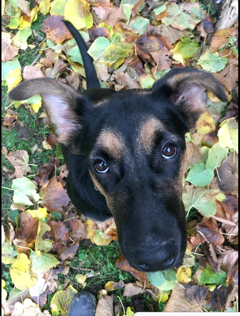 Riley_pit's tweet image. Who rocks the ears better?