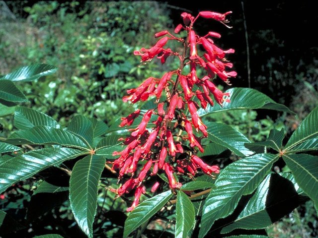 jwnature's tweet photo. Favorite small tree, Red buckeye at @TXForestService Jones State Forest. It’s got it all-flower, foliage &amp; fruit. @SGSF_Forests @inaturalist https://t.co/CZJcKM8UzC