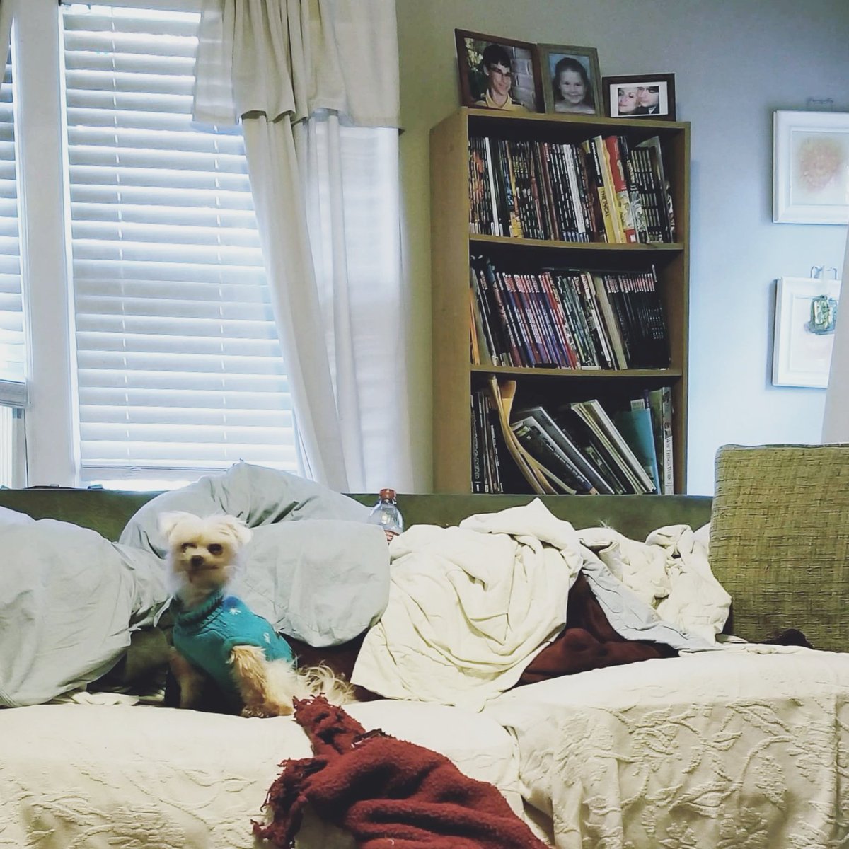 tryjen's tweet photo. Lil @thscout just… he just looked so proud of himself over there managing the whole entire sofa situation all by himself. #themaltesemuppets https://t.co/m8JjDd6XFE