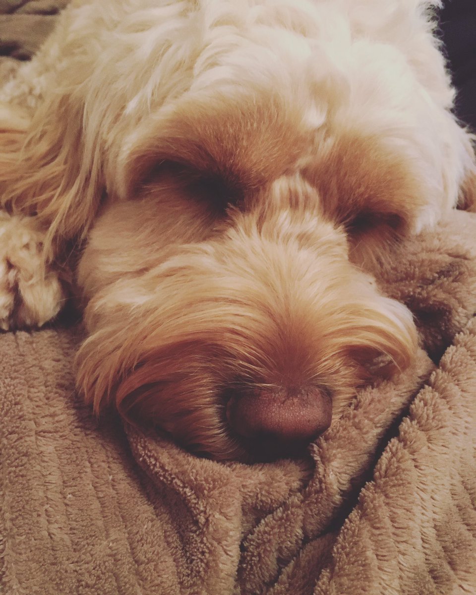 BarneyHCockapoo's tweet photo. Goodnight furfriends 🐾😍😴 https://t.co/oGlTk2MRCu
