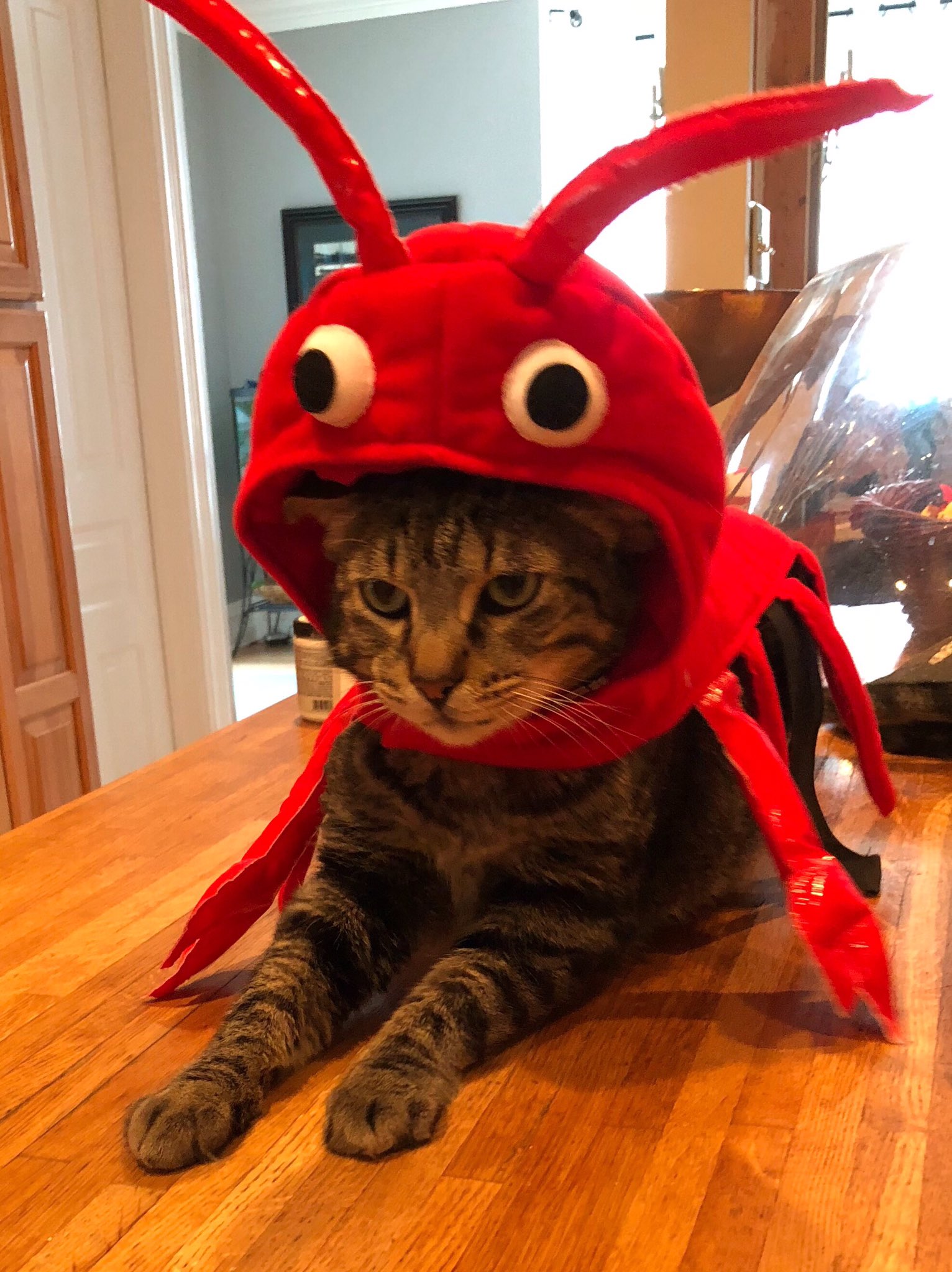 Cat lobster costume hotsell