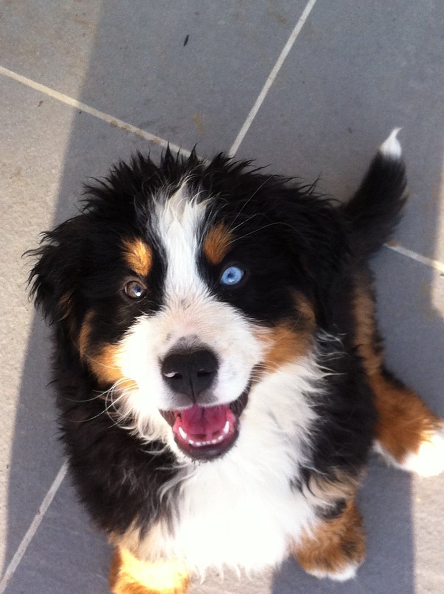 Tristannn95's tweet photo. De 6 à 60 KG #POSTETONCHIEN https://t.co/j6GiaNZKgQ