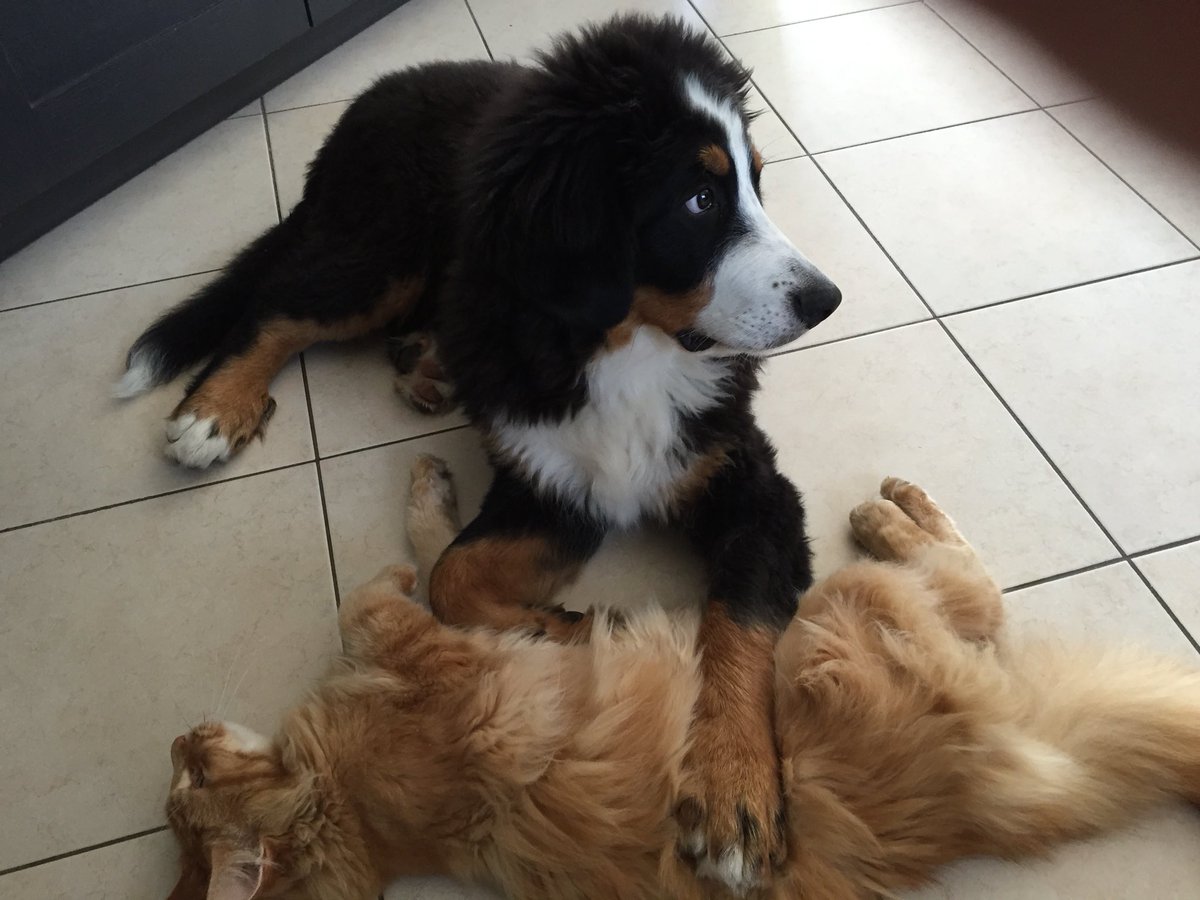 Tristannn95's tweet photo. De 6 à 60 KG #POSTETONCHIEN https://t.co/j6GiaNZKgQ