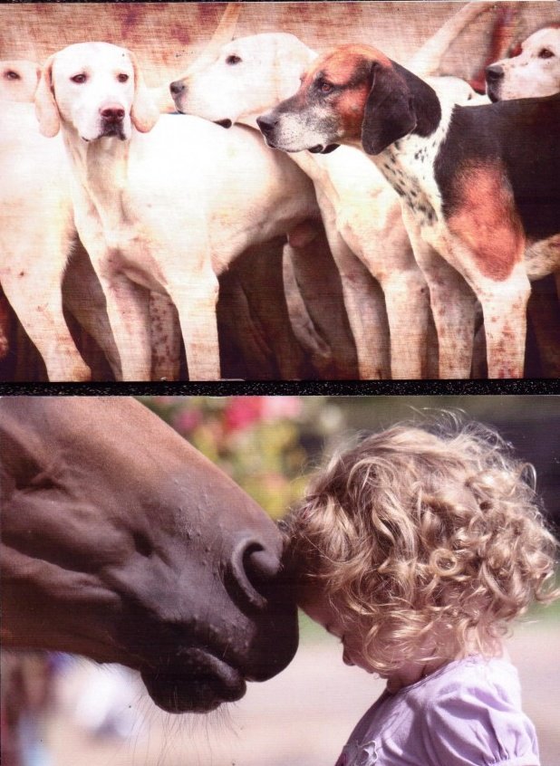 Fethard Horse Country Experience tweet media