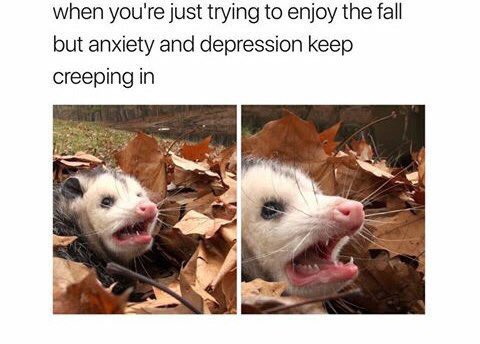 Compootic's tweet image. 