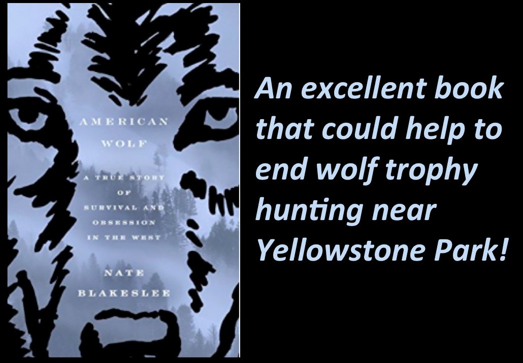 YellowstoneWolves tweet media