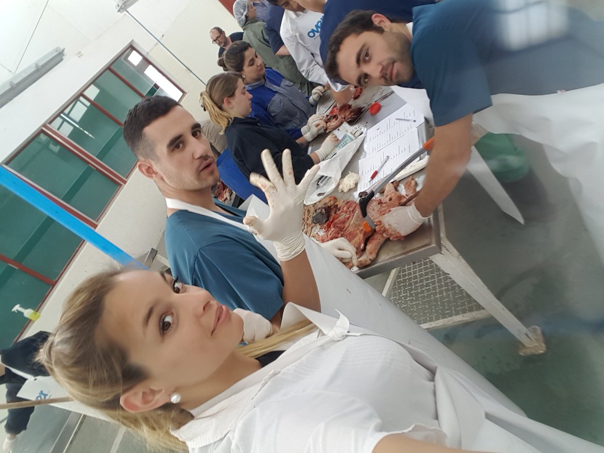malen48's tweet photo. Necropsia en cerdo 🐖🔪 https://t.co/cQHN1nIFhS