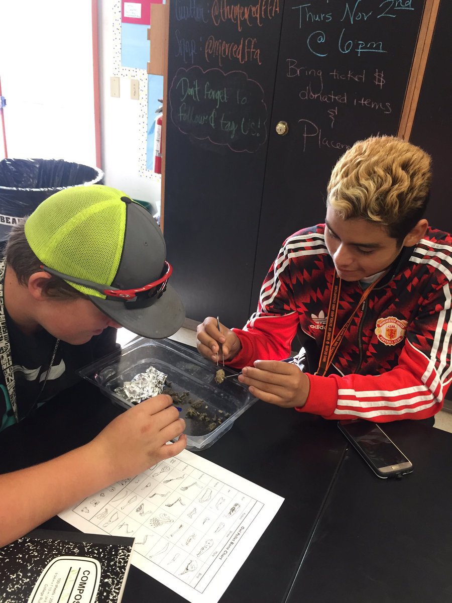 Students today in Ms Clinton's class dissecting owl pellets! #sciencefun #mhsrootedtogether #mhs #ffa #mhsffa #owlpellets 🦉