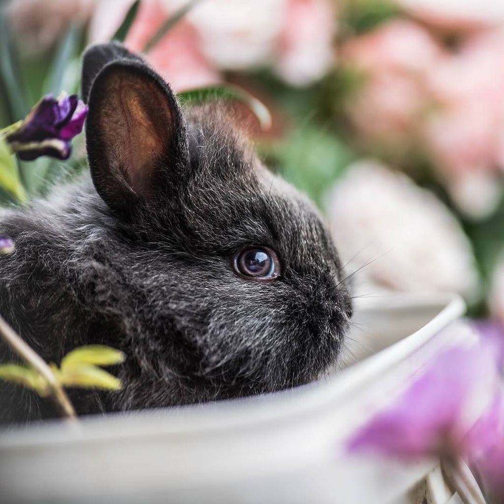 TheGreenCarrots's tweet photo. Are you still using products that are tested on animals? 🐶🐭🐰🐷🐵Some cosmetic brands started labeling their cruelty free products. If you wan… https://t.co/jAeJJO3wtr