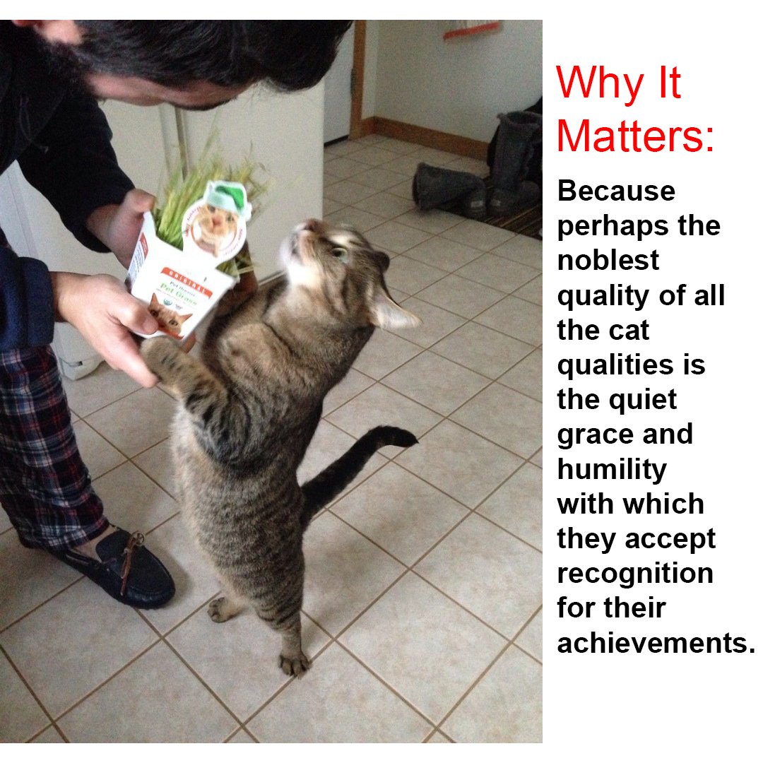 PureAlohaPets's tweet photo. Why It Matters: Because perhaps the noblest quality of all the cat qualities is the quiet grace and.........
#cats #catlover #PureAlohaPets https://t.co/36l4V6u7Lt