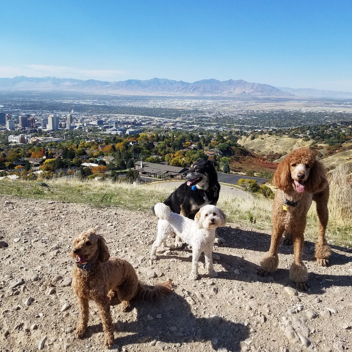 Dogloverpetcare's tweet photo. We love our hikes! ❤ #saltlakecity #petcare #dogwalker https://t.co/qlAXFAIMAq