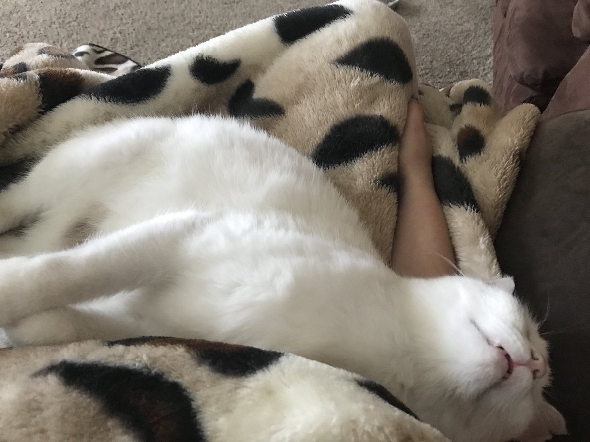 paigebeard05's tweet photo. @malbert101 This is Mittens. Tends to eat a lot but also loves to cuddle and sleep😻 https://t.co/vxdAlbuk1X