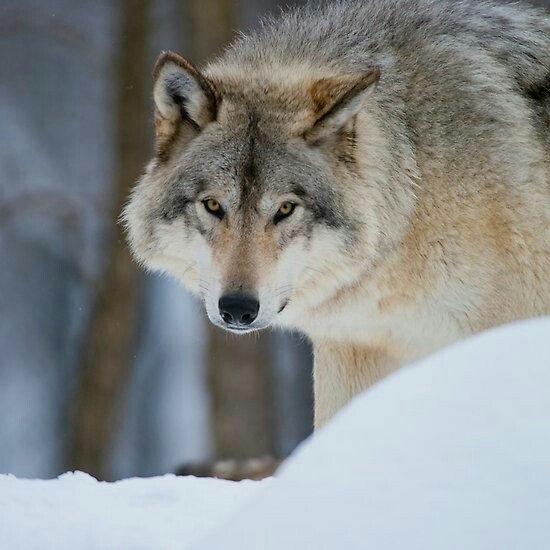 Imiswolfgirl's tweet photo. It's not what mind dictates it's what the Old Gods decide. https://t.co/UGlLAvS3BB