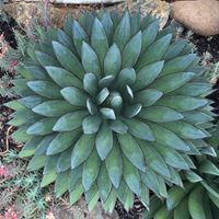 fezandmario's tweet photo. Agave 'Blue Glow"...   this specimen was planted 5 years ago. #slowgrower #droughttolerant #lowmaintenance https://t.co/9IAh35dlaL